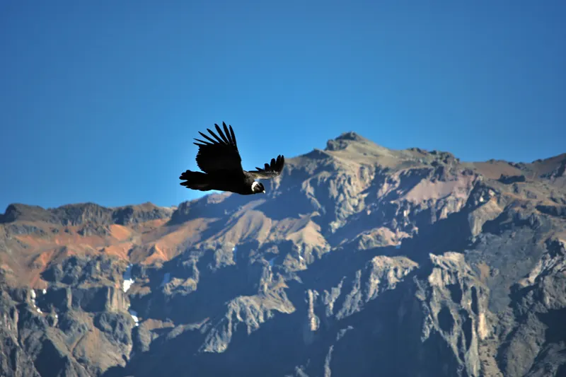 Cóndor andino volando sobre el Cañón del Colca