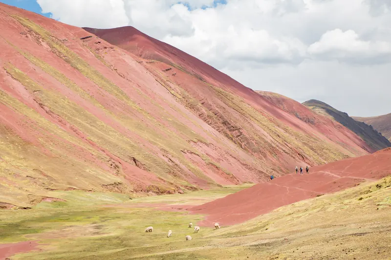 Valle Rojo con alpacas cerca de la Montaña de Colores