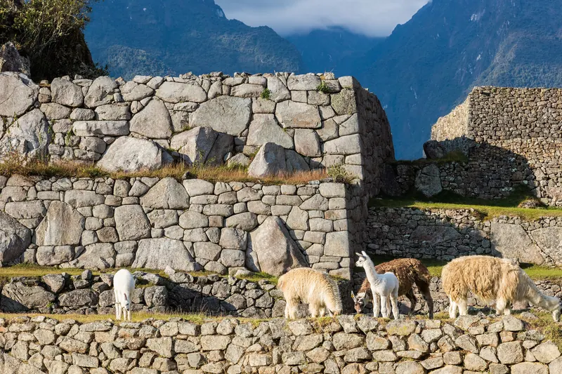 Llamas pastando en los andenes de Machu Picchu